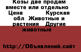 Козы две продам вместе или отдельно › Цена ­ 5 000 - Курская обл. Животные и растения » Другие животные   